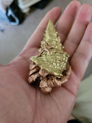 Customer photo review of Bronze Hermit Crab Bottle Opener