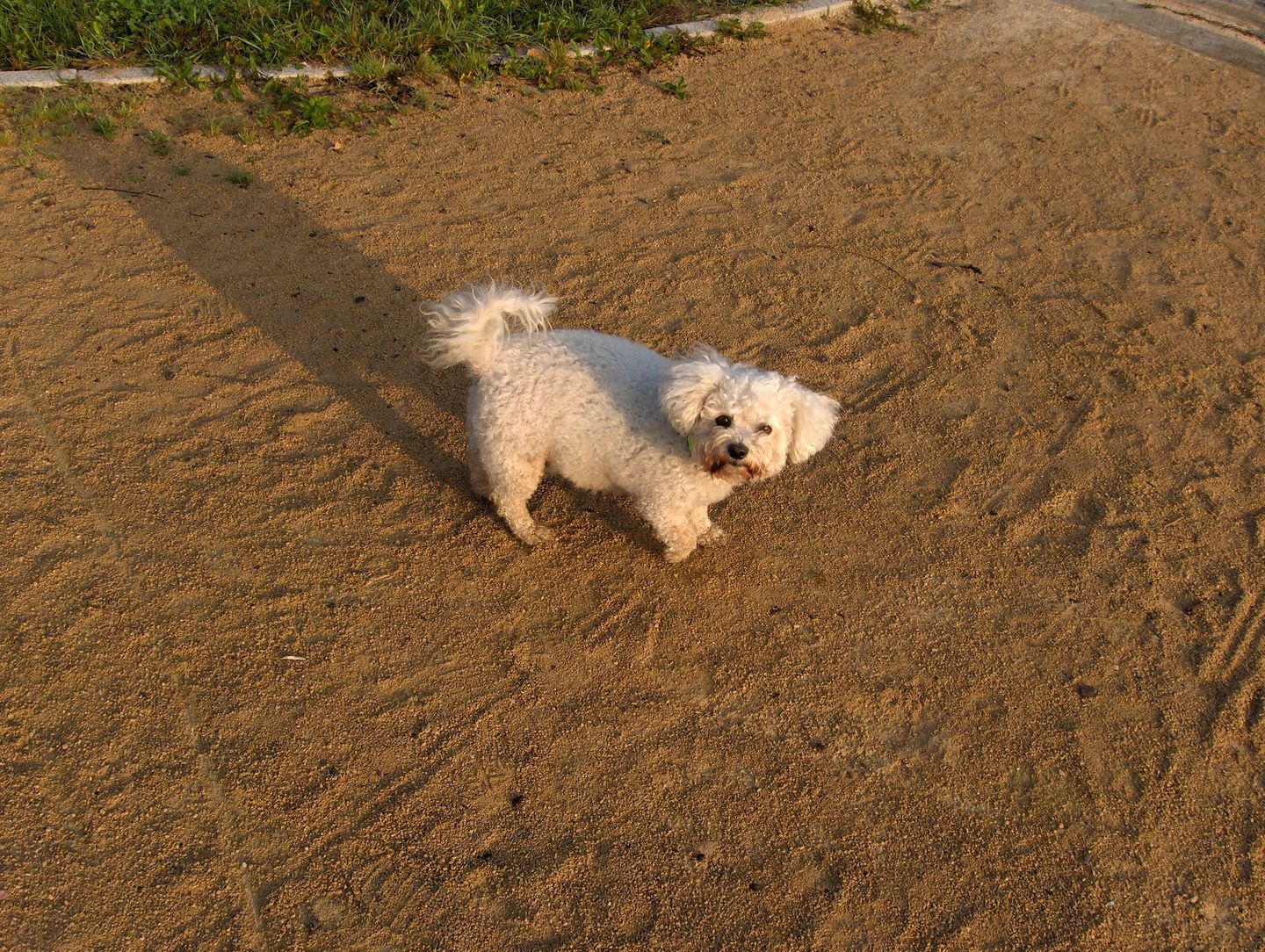 Customer photo review of Télécommande anti-aboiement PuppySafe