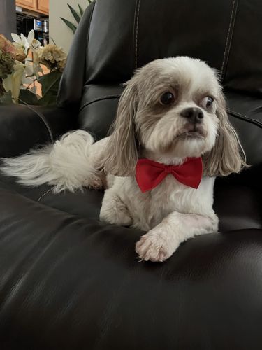 Customer photo review of 6 Inch Standard Bully Sticks