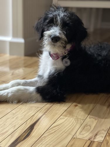 Customer photo review of Evergreen