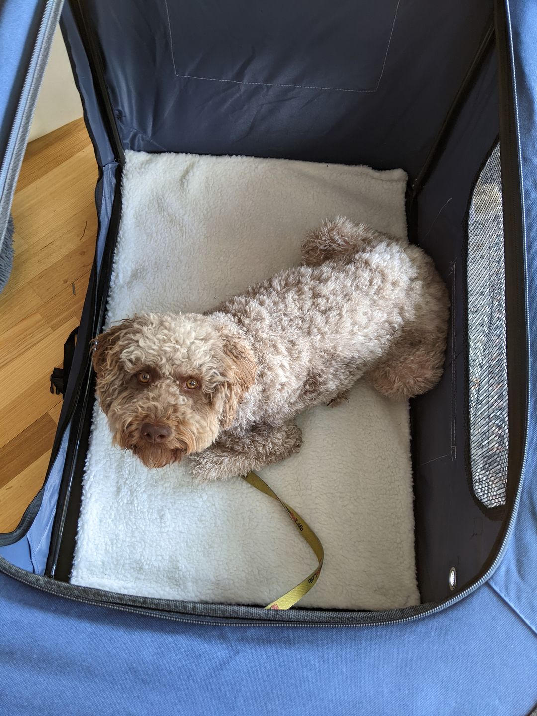 Customer photo review of Pawz Pet Carrier Bag
