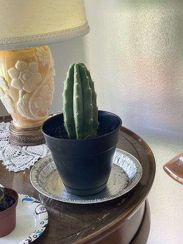 Customer photo review of San Pedro Cactus | Extra Small | Echinopsis pachanoi