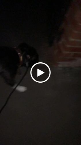 Customer video review of Ragnar Slip Leash