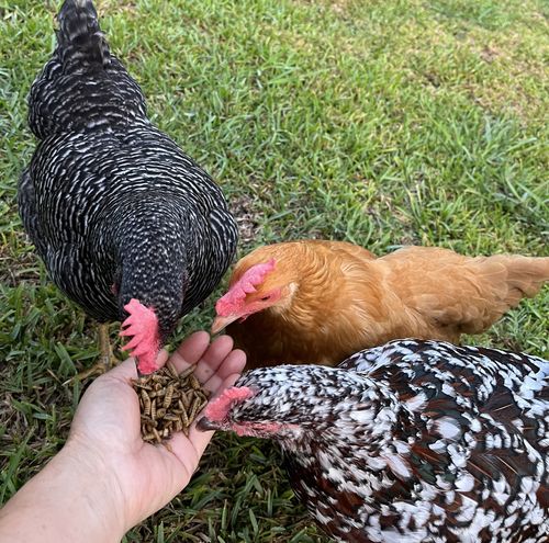 Customer photo review of GrubTerra Dried Black Soldier Fly Larvae