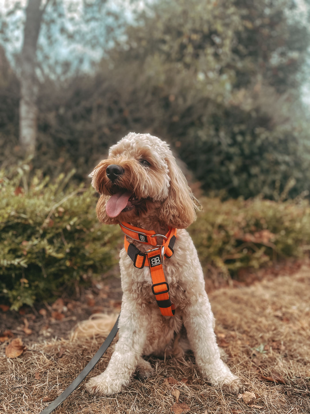 Customer photo review of 3cm Slip on Collar | Soft Padded & Reflective - Orange v2.0