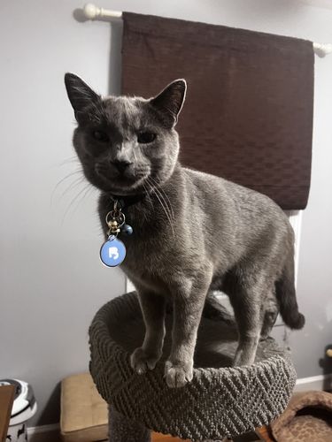 Customer photo review of Blue