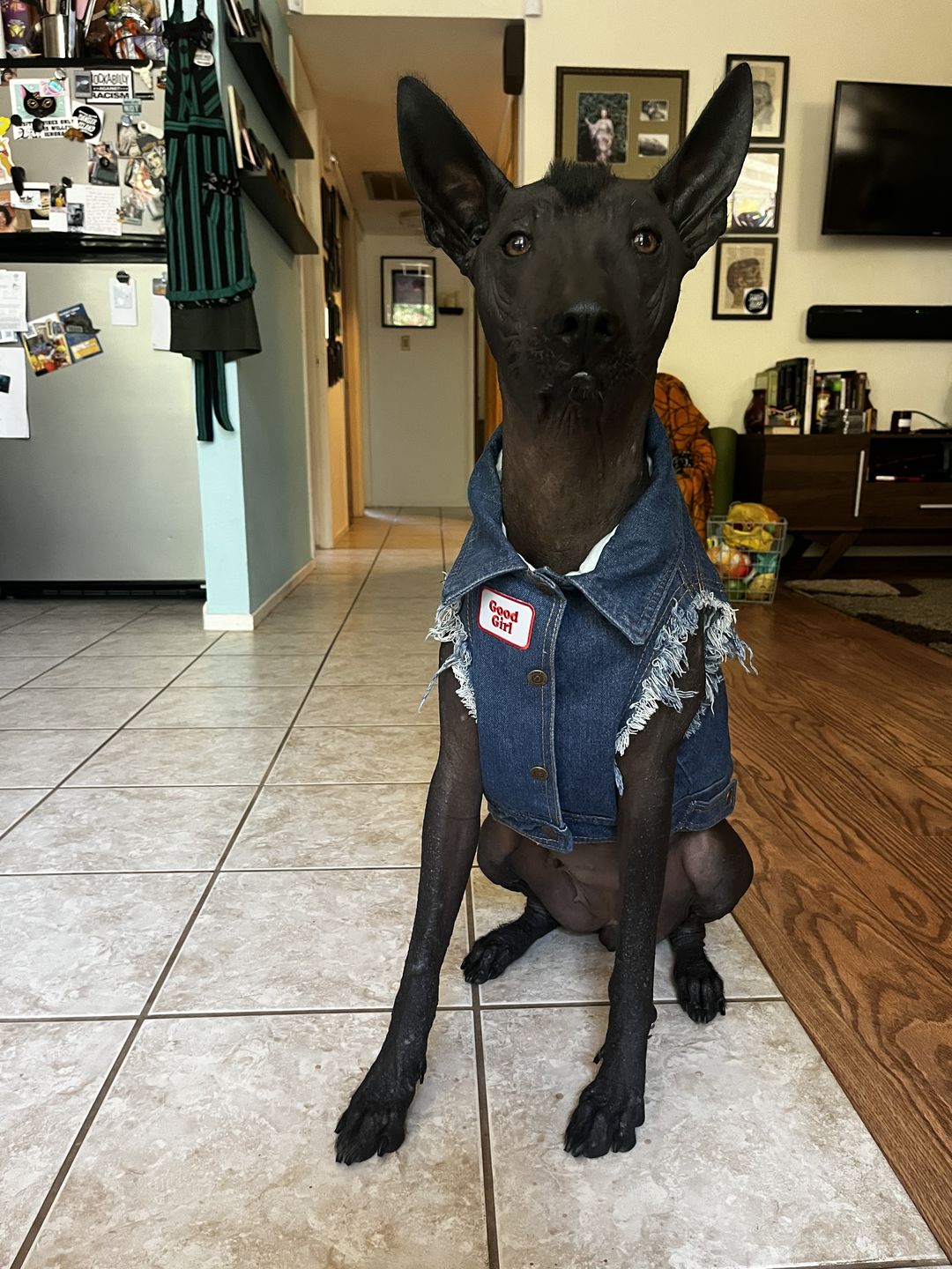 Customer photo review of Denim Dog Vest Raw Blue - Unpatched