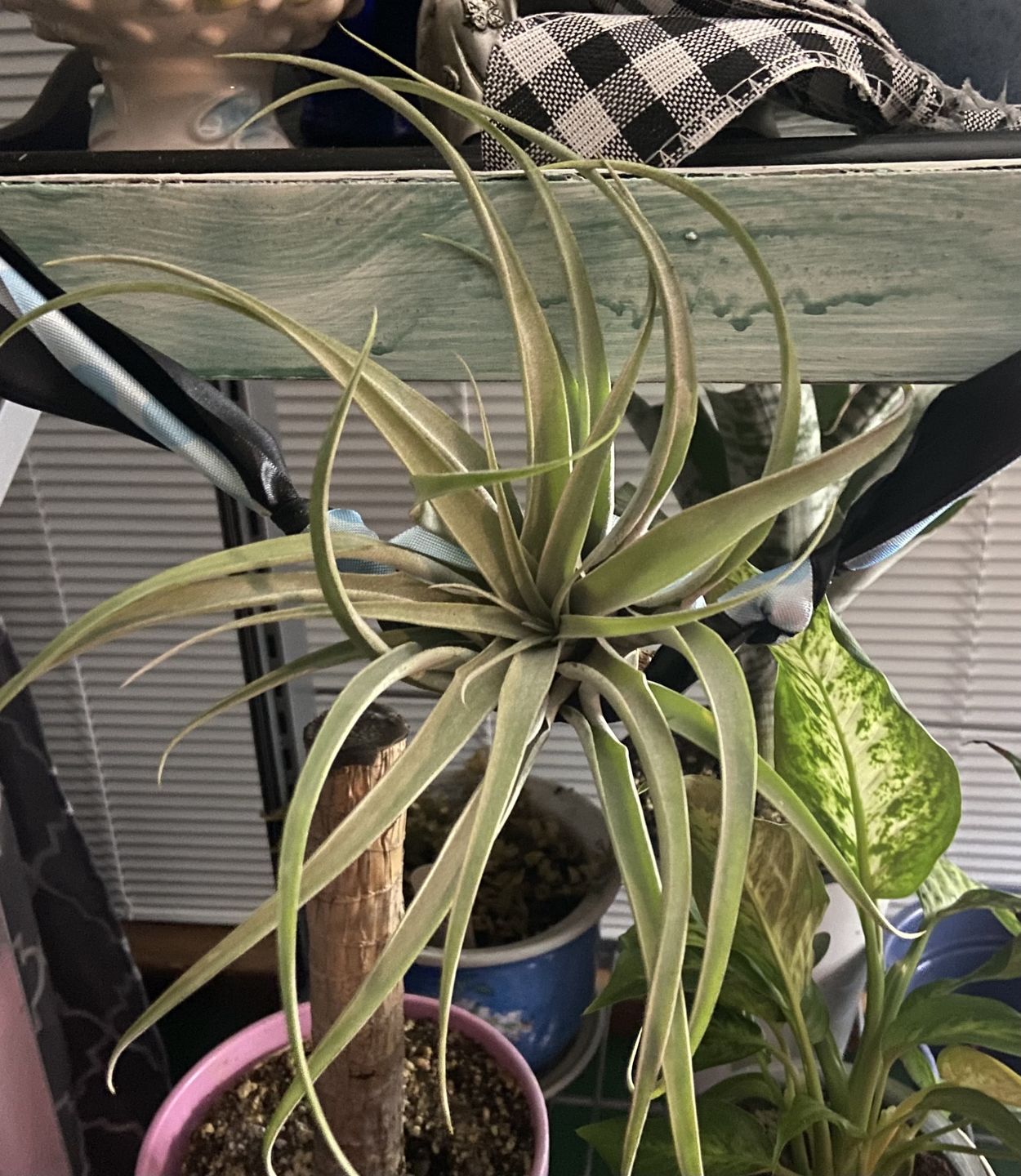 Customer photo review of X Betty  (xerographica x brachycaulos)  *Cannot Be Shipped Internationally*