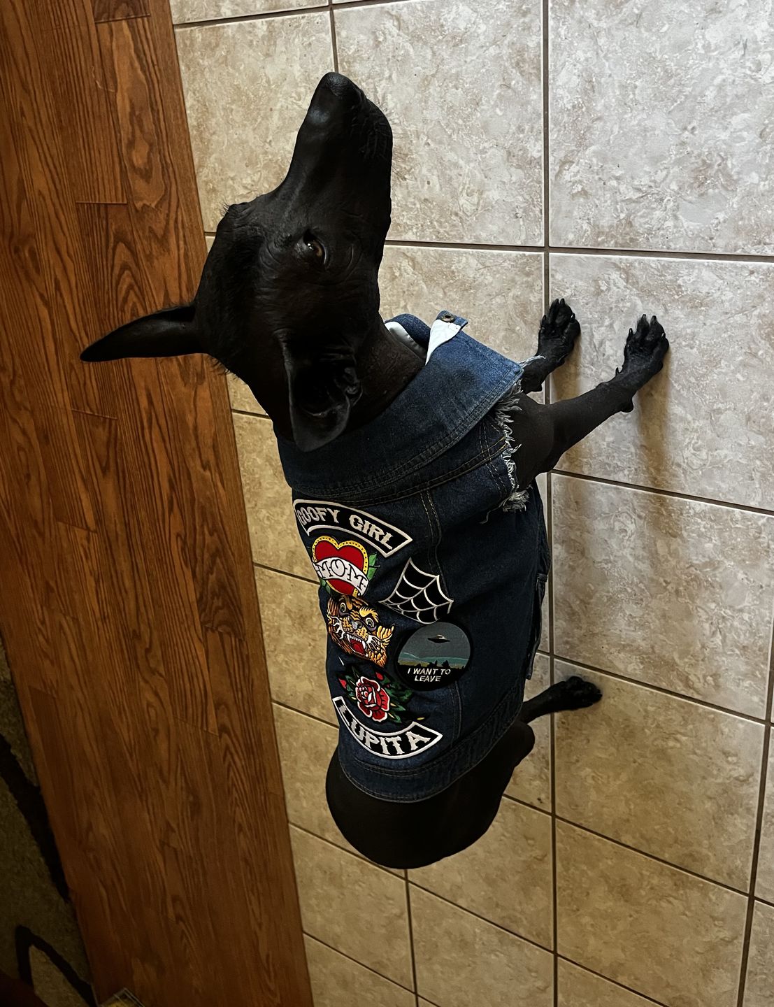 Customer photo review of Denim Dog Vest Raw Blue - Unpatched
