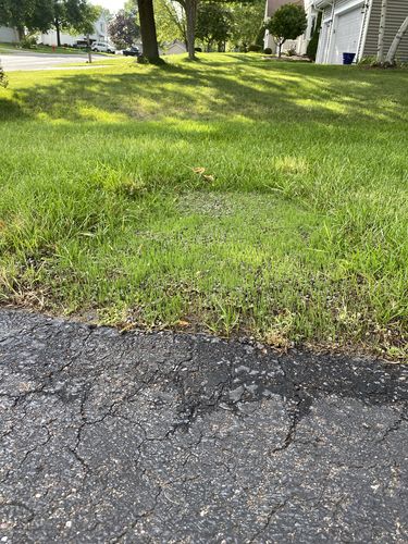 Customer photo review of GCI Turf Spreader Elite Grass Seed