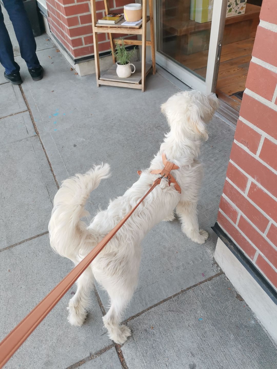 Customer photo review of HARNESS - Peach