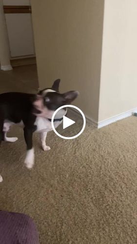 Customer video review of Paw & Bones