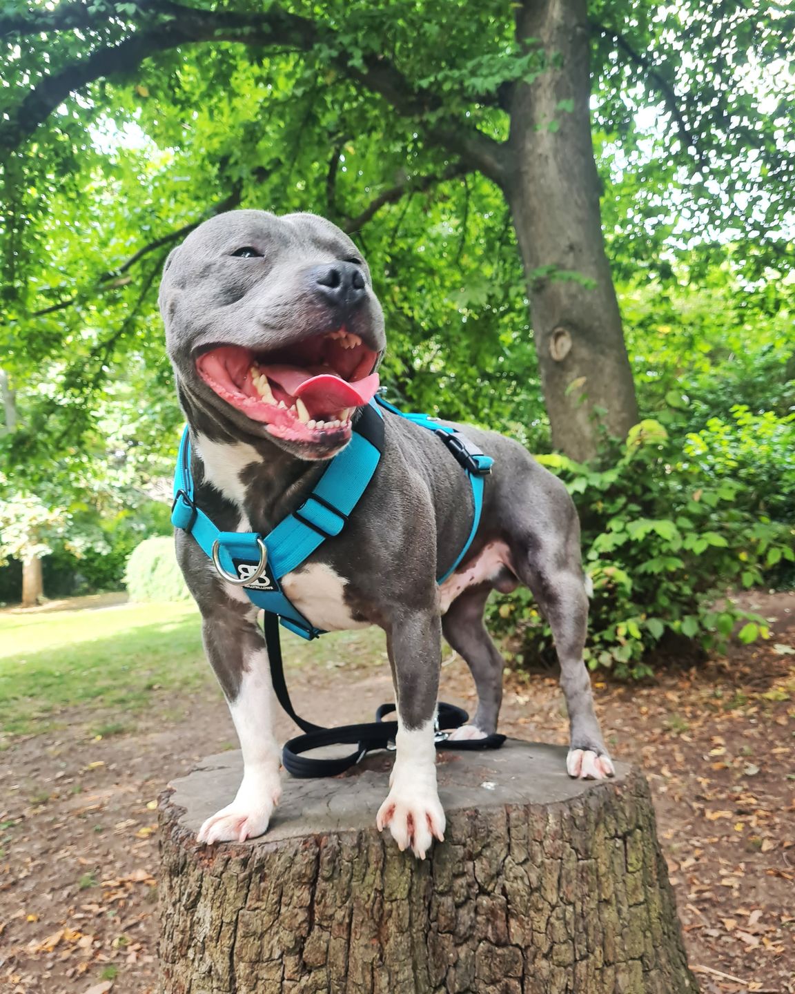 Customer photo review of TRI-Harness® | Anti-Pull, Adjustable & Durable - Dog Trainers Choice -  Light Blue v2.0