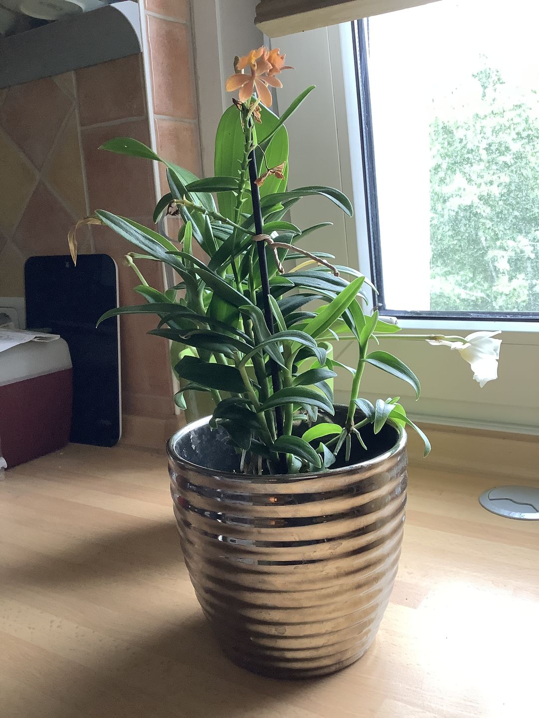 Customer photo review of Epidendrum Nordic Fire Dauerblüher mit orangener Blüte