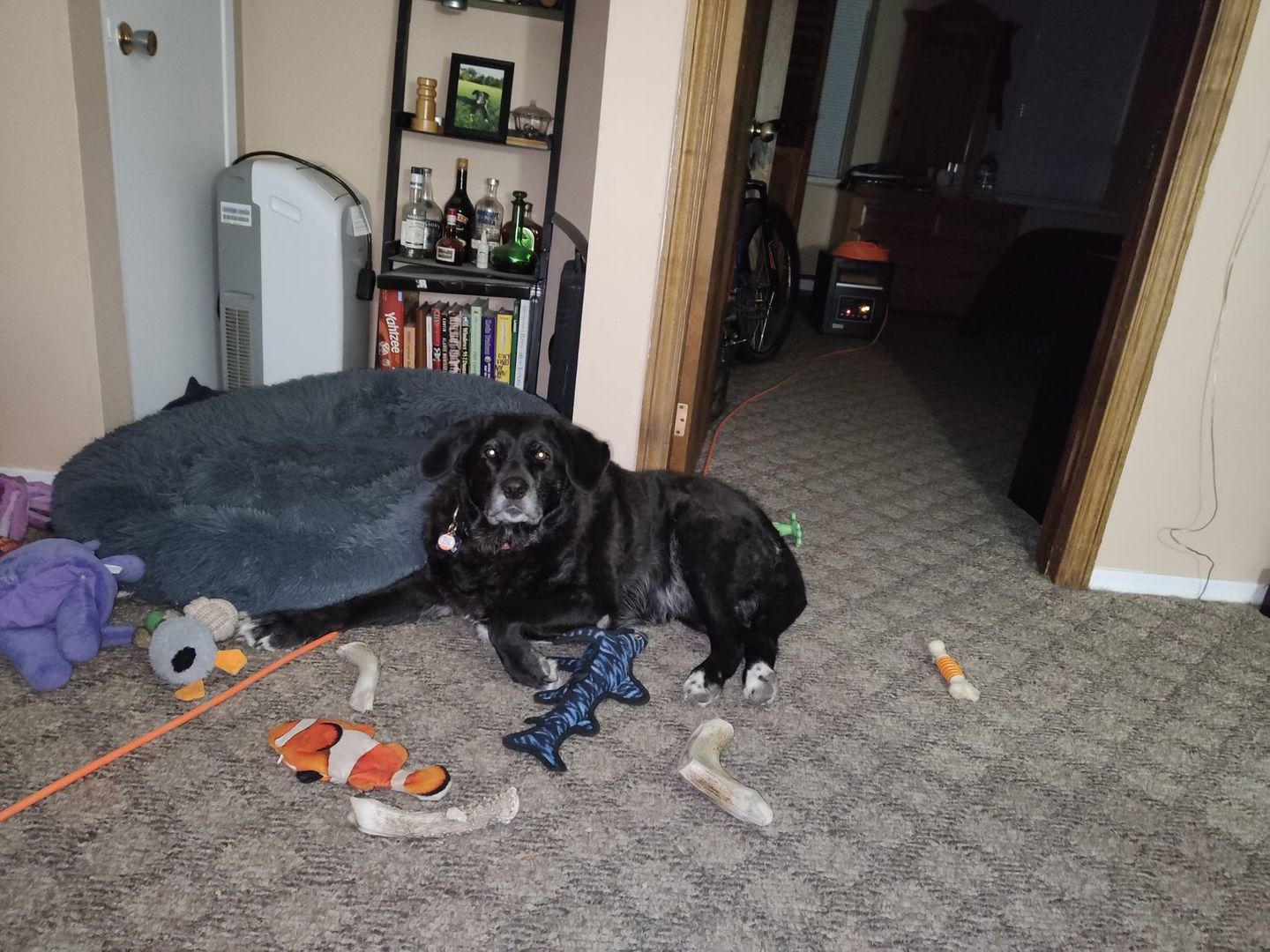 Customer photo review of Turkey Meal Bites