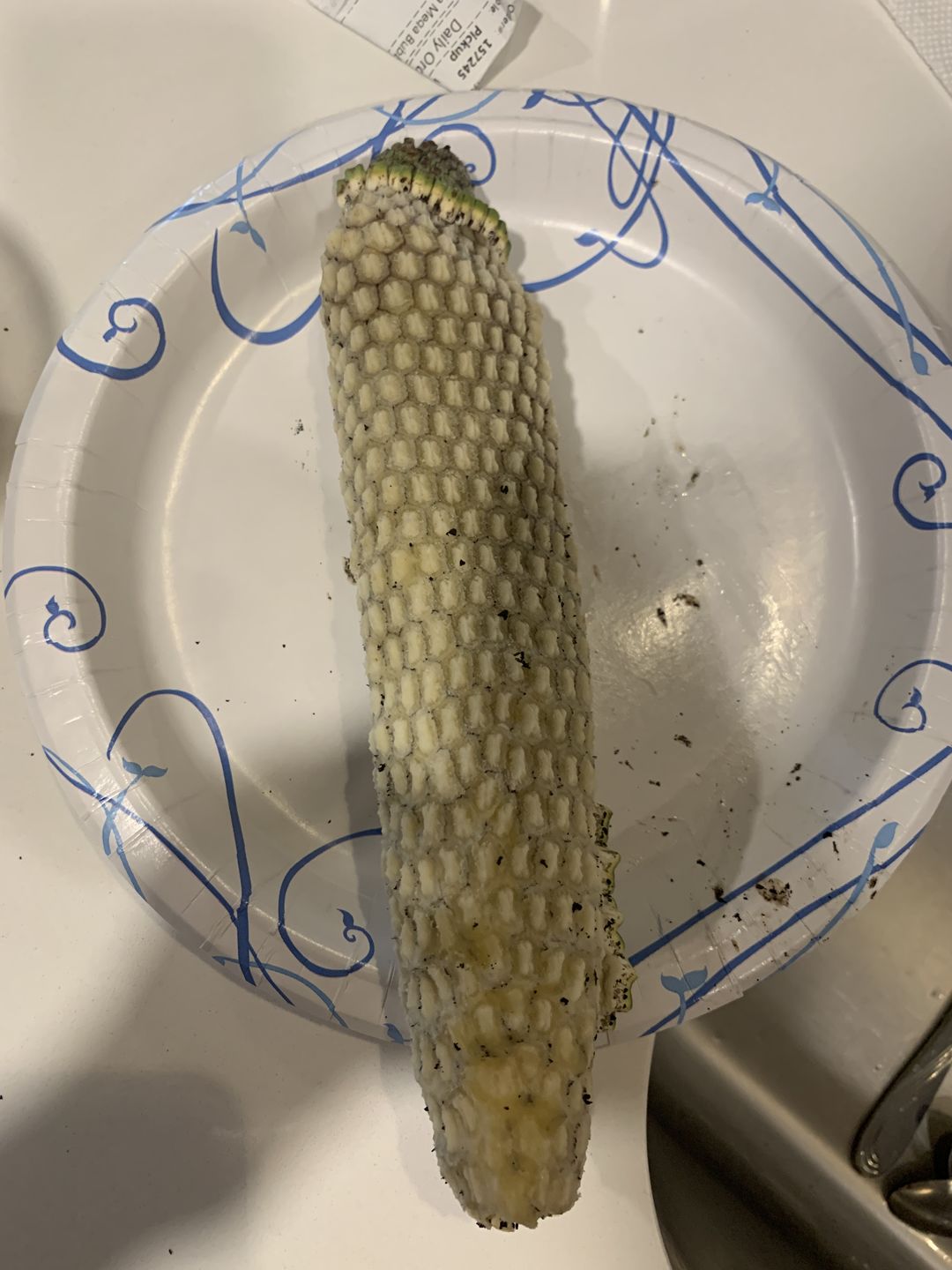 Customer photo review of Monstera Deliciosa *Pre-Order*