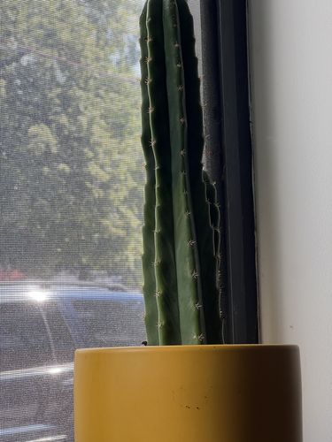 Customer photo review of San Pedro Cactus | Large Branching | Echinopsis pachanoi