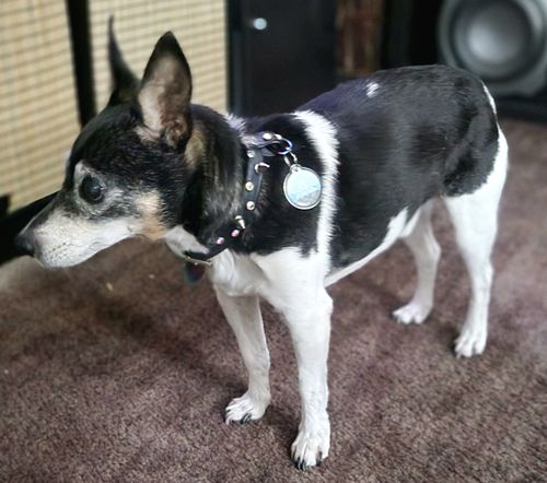 Customer photo review of Explorer