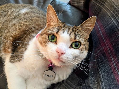 Customer photo review of Fetch® Mini Pet Tag