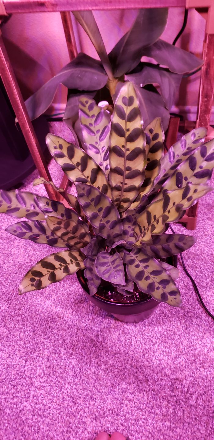 Customer photo review of 4" Calathea lancifolia "Rattlesnake"