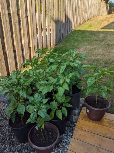 Customer photo review of Transplant Kit