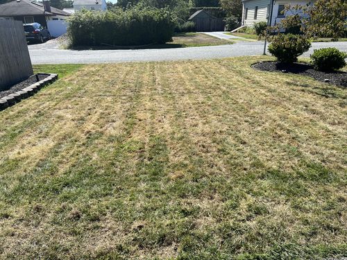 Customer photo review of GCI Turf Cool Blue Grass Seed