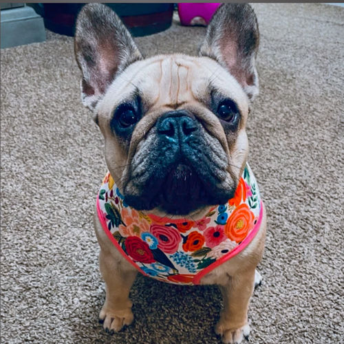 Customer photo review of Rifle paper dog harness - Garden Party Cream