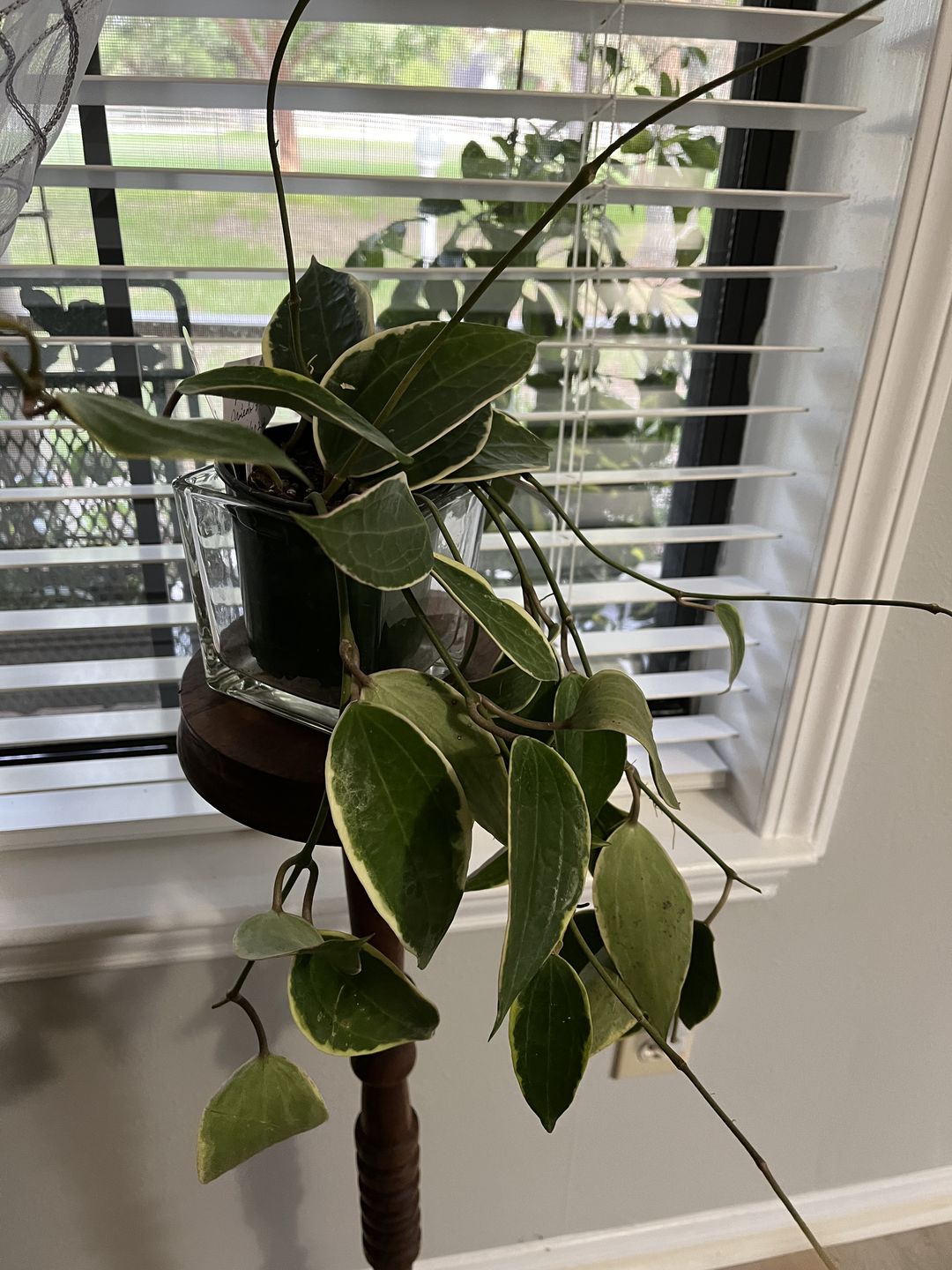 Customer photo review of 4" Hoya macrophylla 'Variegata'