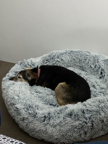 Customer photo review of Spare Calming Dog Bed Cover