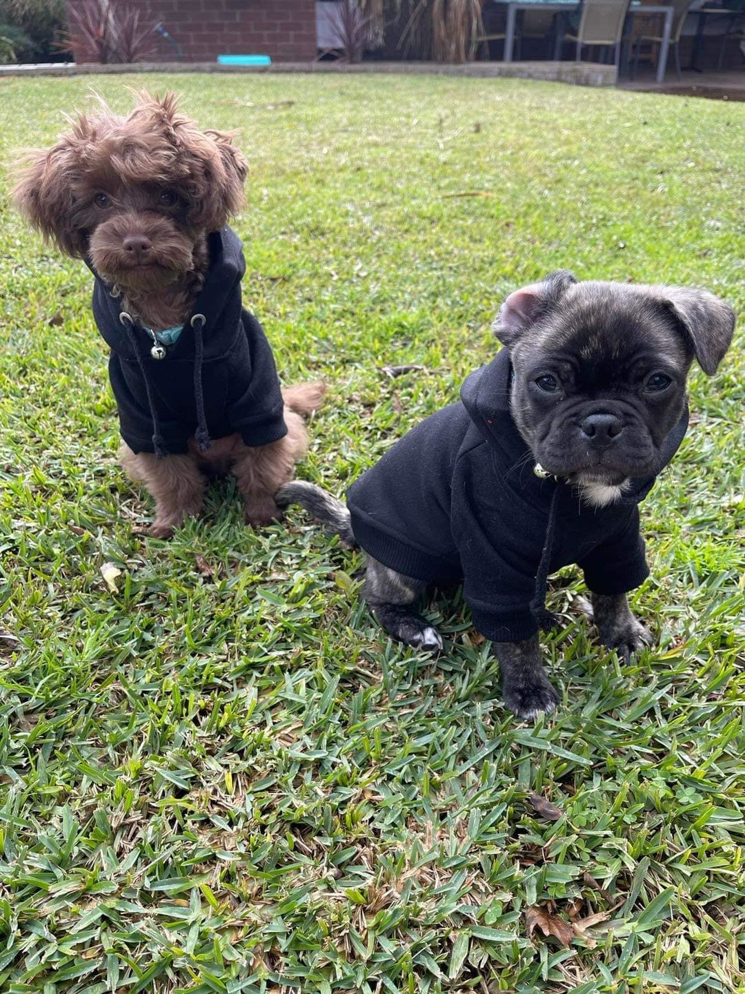 Customer photo review of Gangsta Yapper Dog Hoodie - Personalised