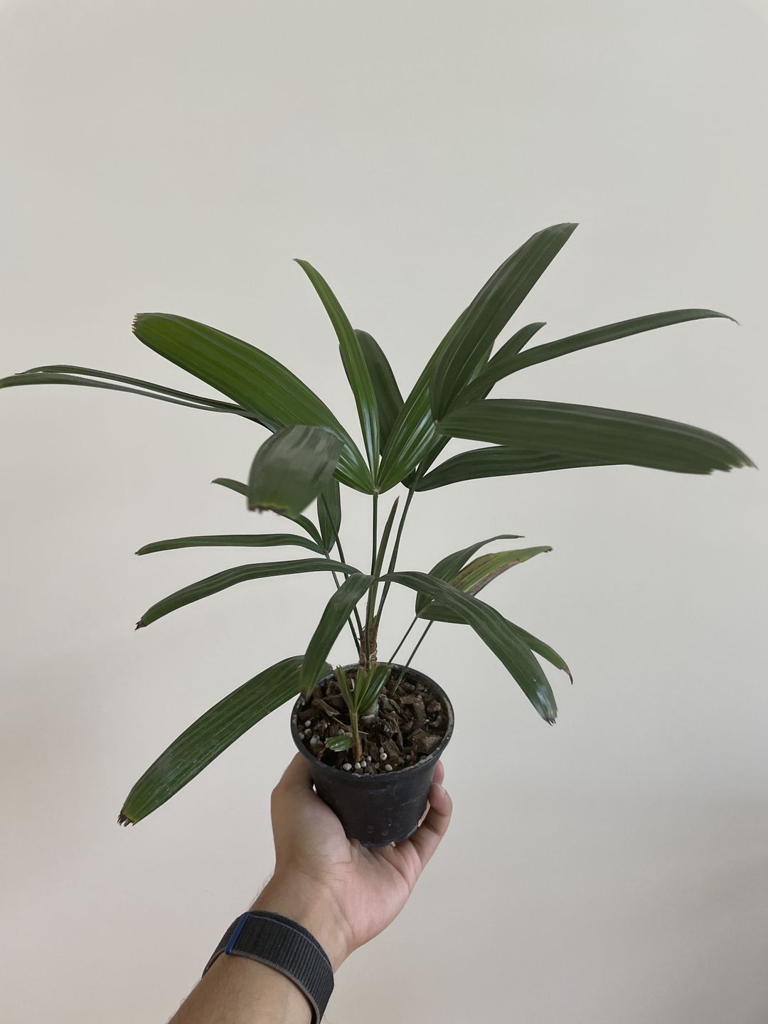 Customer photo review of 4" Rhpais excelsa "Lady Palm"