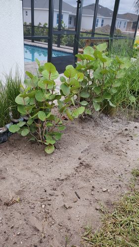 Customer photo review of Sea Grape