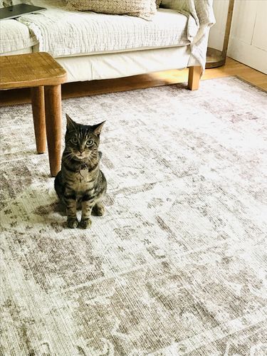 Customer photo review of Chateau Beige Rug