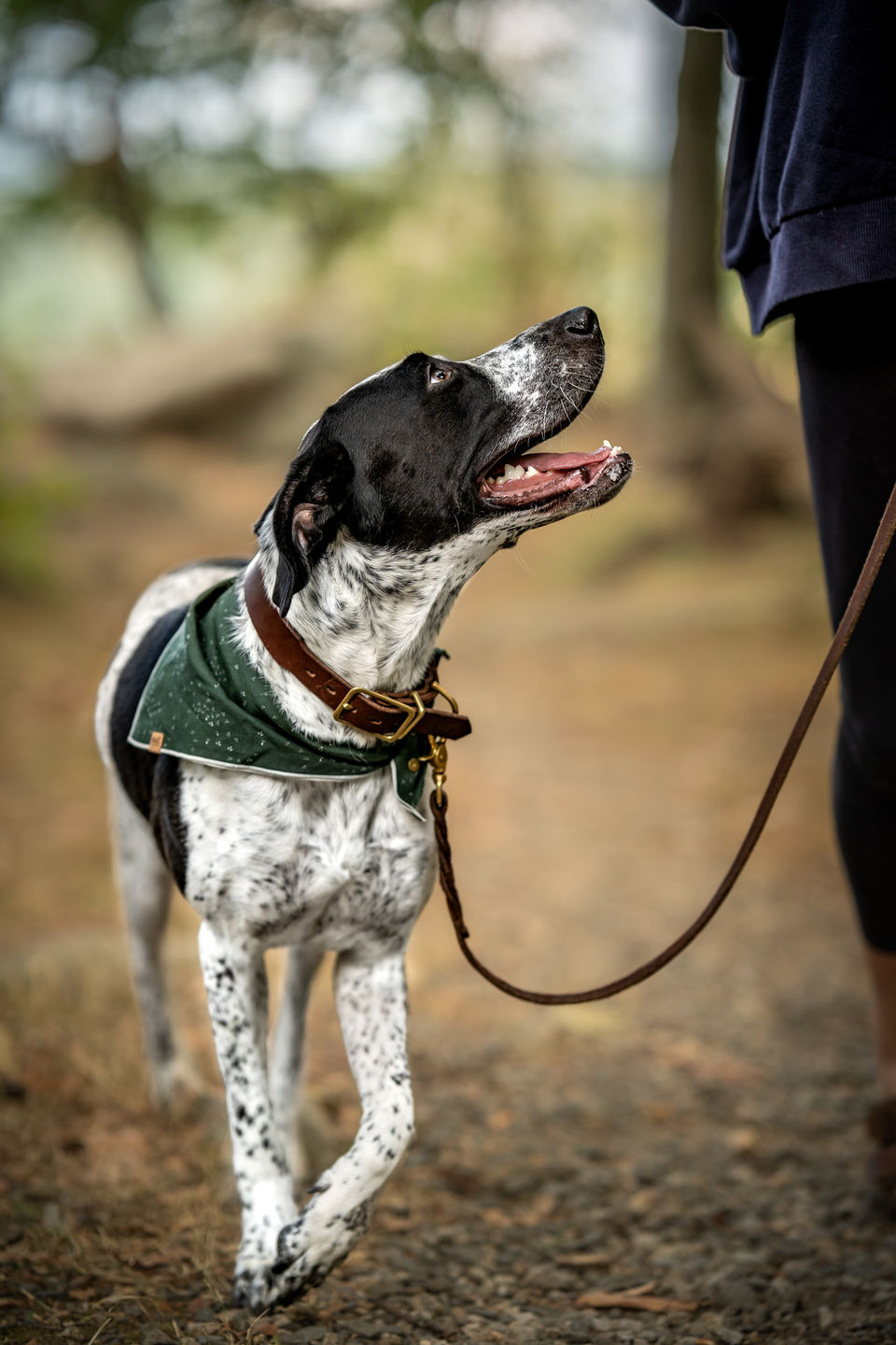 Customer photo review of Traditional Leather Leash