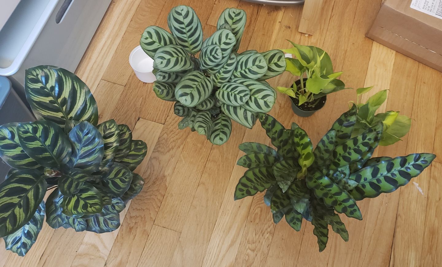 Customer photo review of 4" Ctenanthe burle-marxii