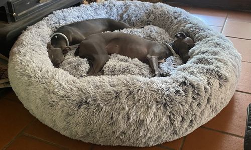 Customer photo review of Calming Dog Bed