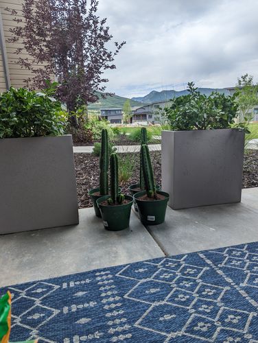 Customer photo review of San Pedro Cactus | Echinopsis pachanoi