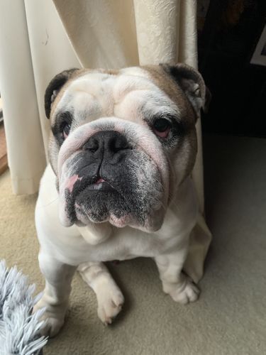 Customer photo review of Hemp Seed Oil for Dogs (200ml)