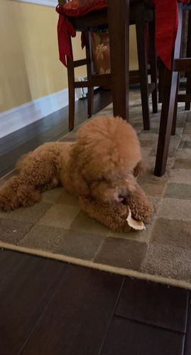 Customer photo review of 6 Inch Thin Bully Sticks