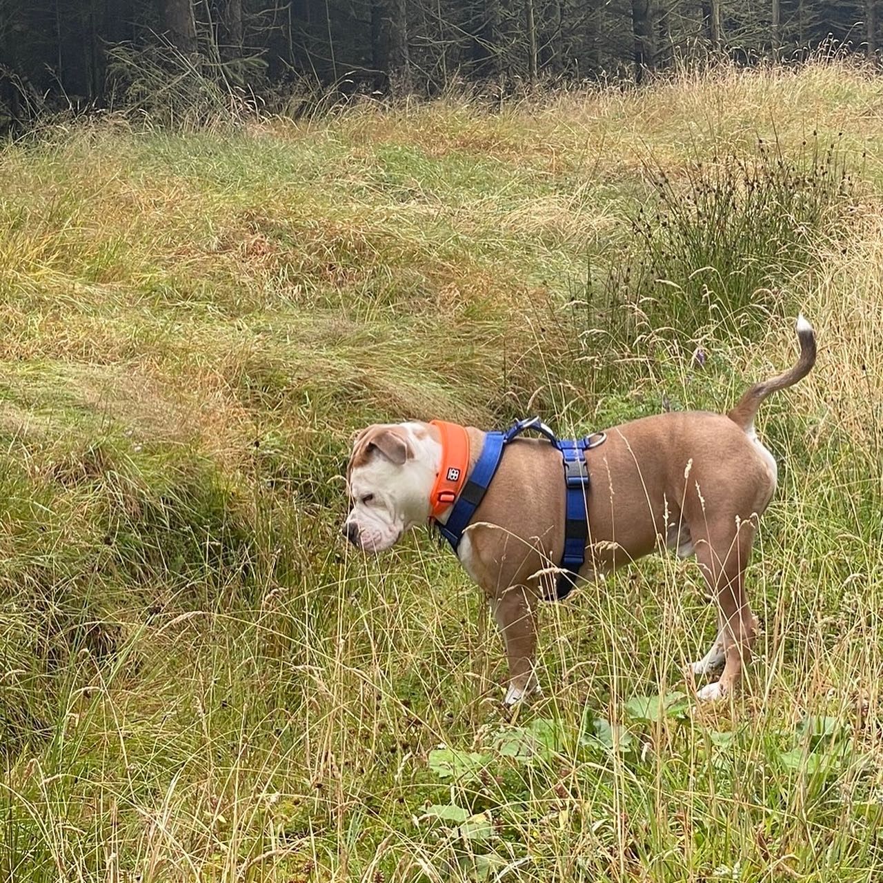 Customer photo review of TRI-Harness® | Anti-Pull, Adjustable & Durable - Dog Trainers Choice -  Blue v2.0