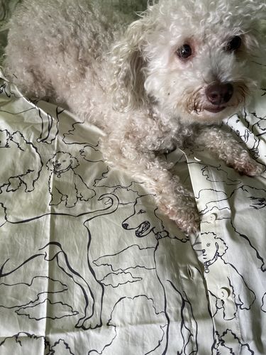 Customer photo review of Dog Print Button Up Shirt