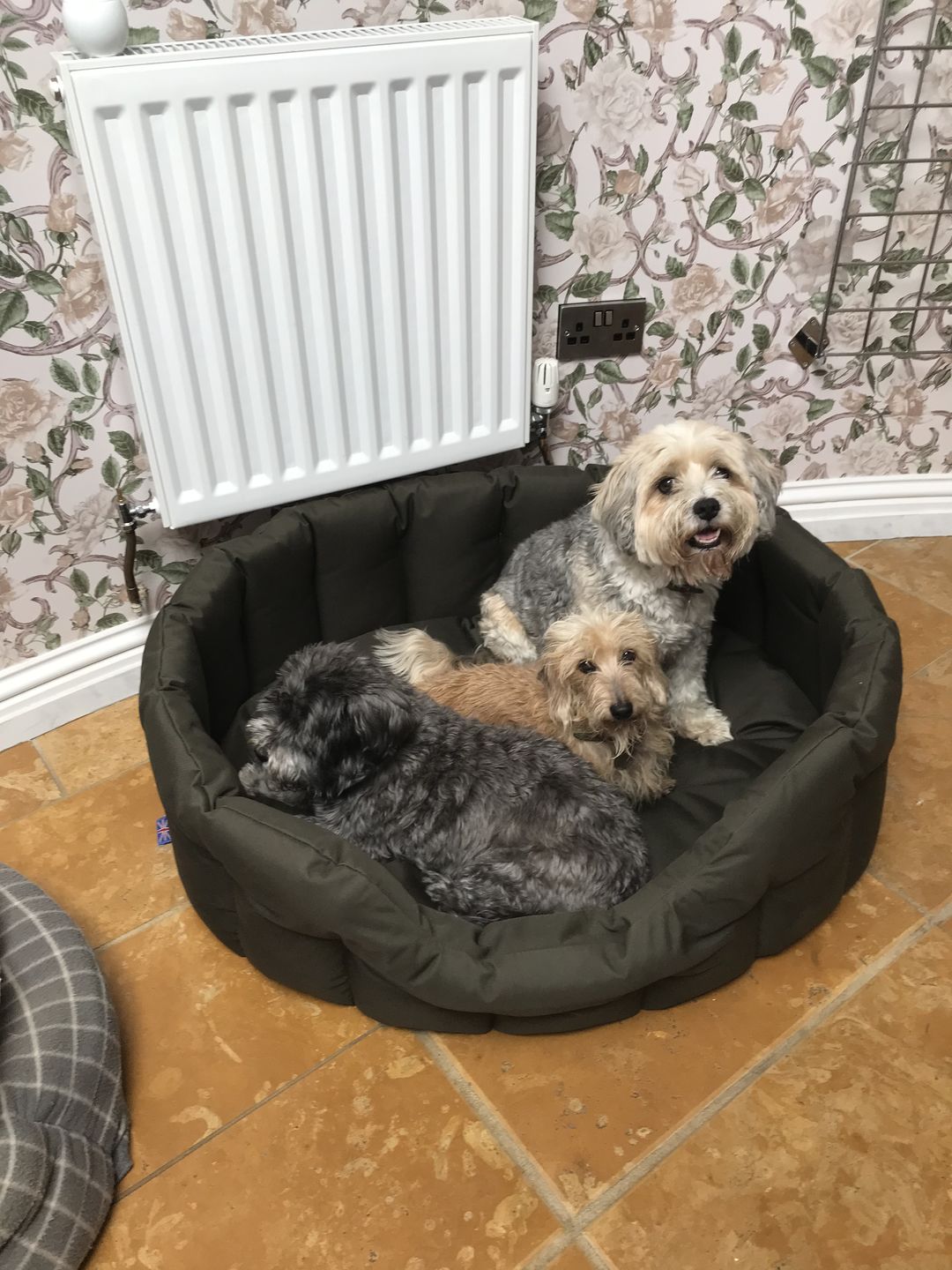 Customer photo review of Country Dog Heavy Duty Oval Waterproof Bed