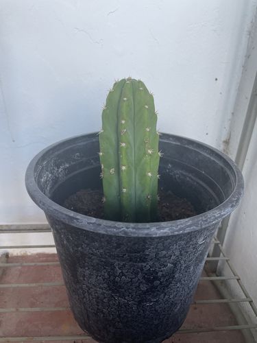 Customer photo review of San Pedro Cactus | Echinopsis pachanoi