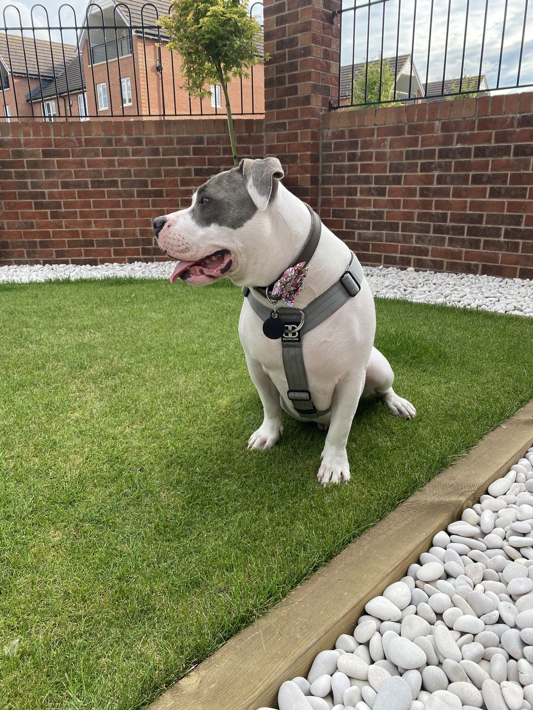 Customer photo review of TRI-Harness® | Anti-Pull, Adjustable & Durable - Dog Trainers Choice - Metal Grey v2.0