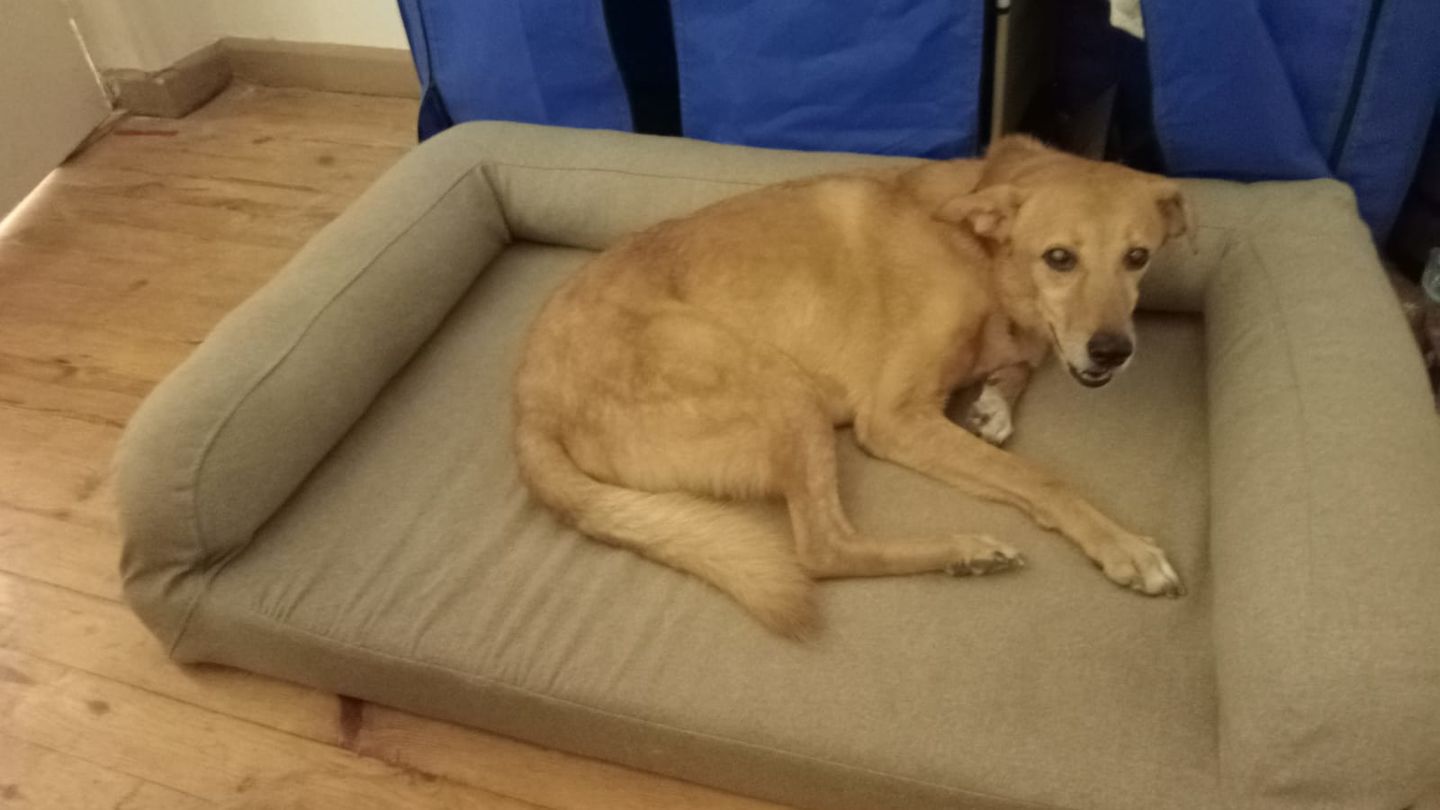 Customer photo review of Biggie Pet Bed