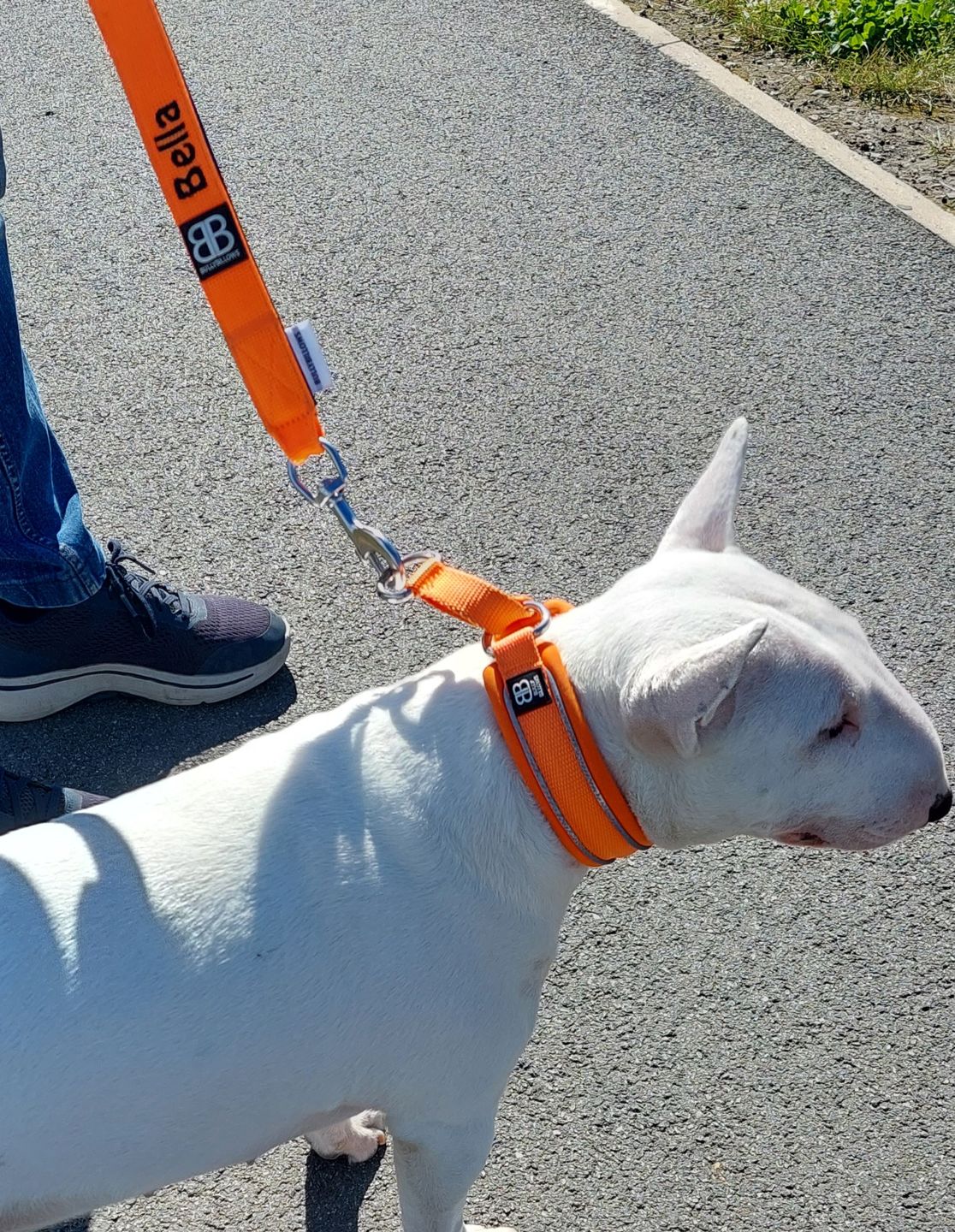 Customer photo review of 3cm Slip on Collar | Soft Padded & Reflective - Orange v2.0