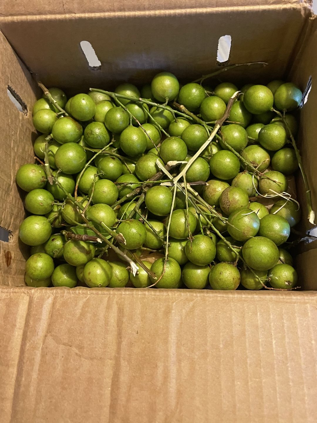Customer photo review of Mamoncillo (Guinep) Box