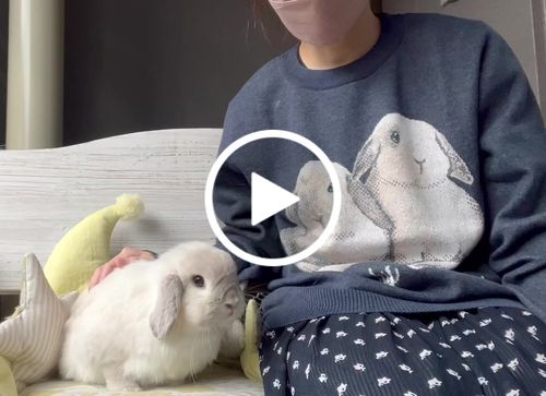 Customer video review of Full-Body Pet Custom Sweater