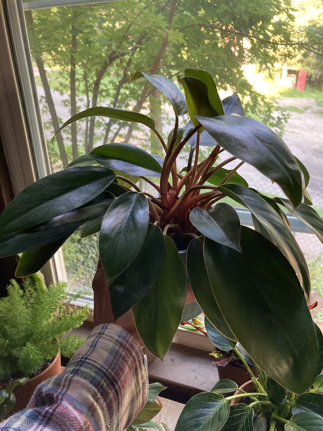 Customer photo review of 4" Philodendron 'Red Congo Mini'
