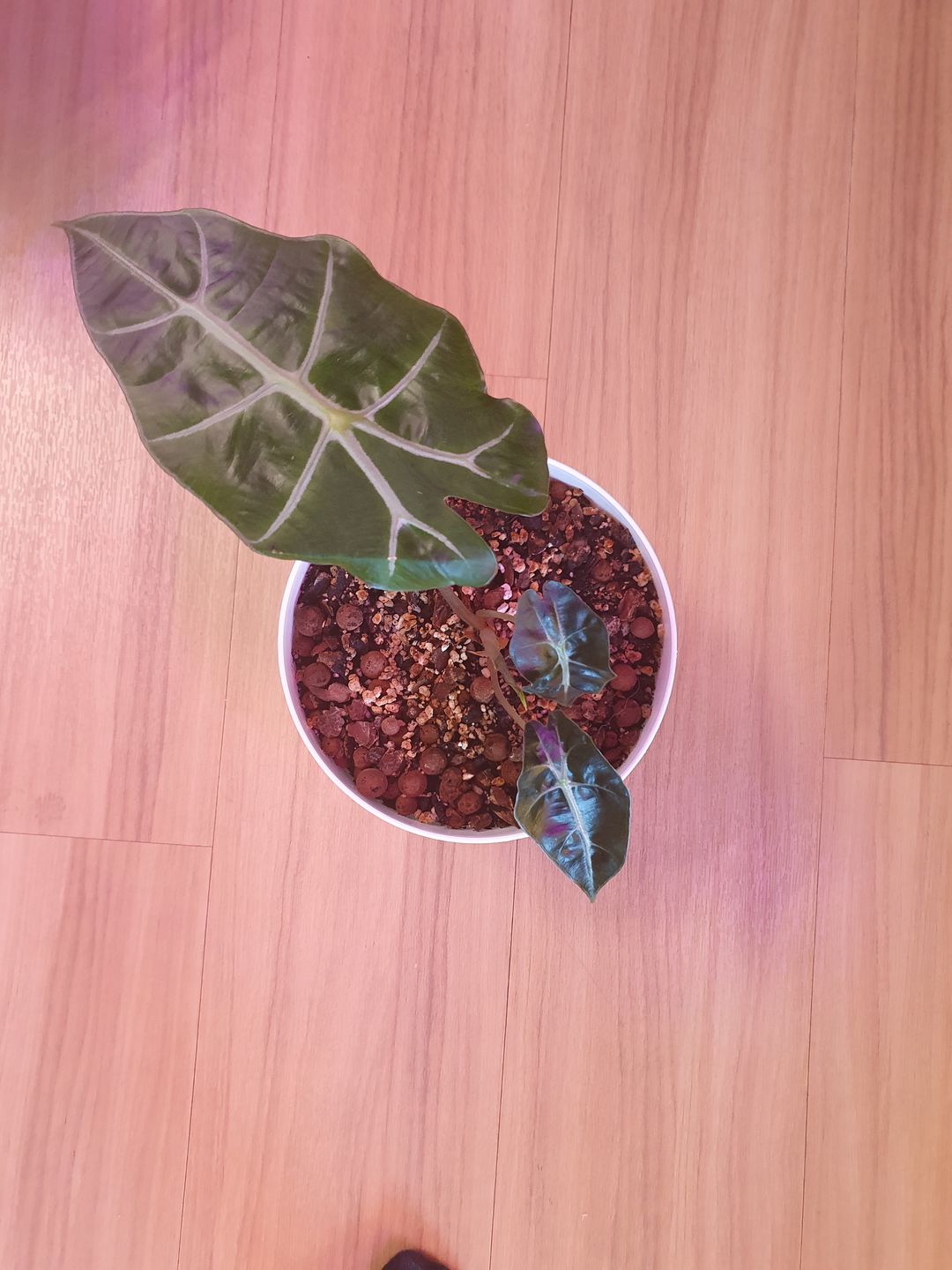 Customer photo review of ALOCASIA AMAZONICA